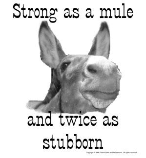 stubborn as a mule meme